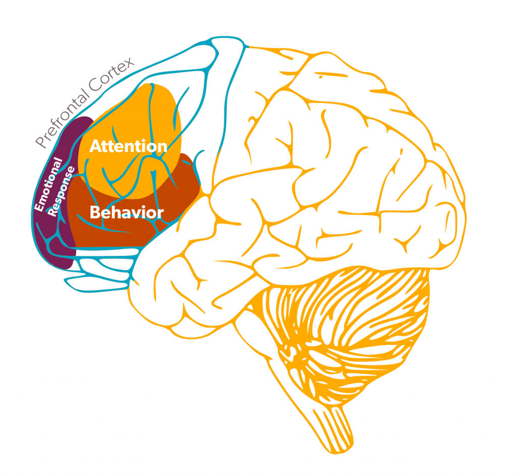 executive function brain image